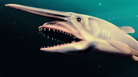 goblin shark facts national geographic.